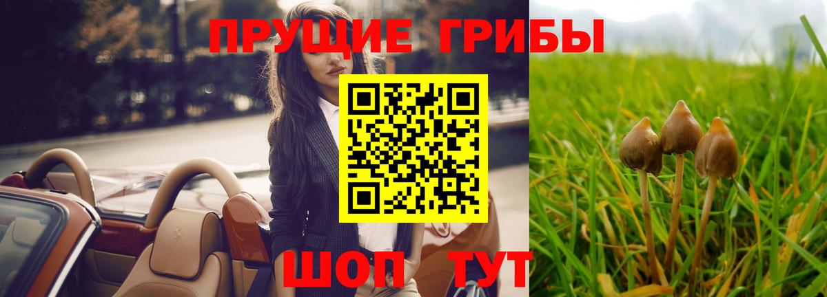 наркота  Псилоцибиновые грибы Magic Shrooms  Вход с VPN  Псилоцибиновые грибы Psilocybe  Курчатов 